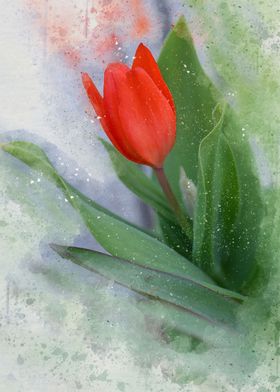 Painted orange tulip