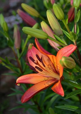 Orange lily