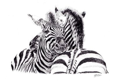 Zebras Crossing