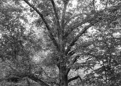 Ohio Tree