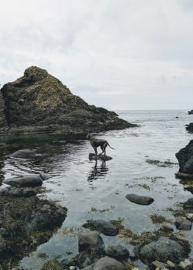 Great Dane on a Rock