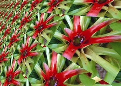 Guzmania