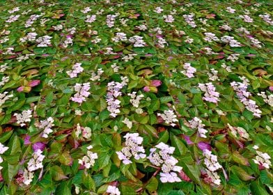 Hydrangea