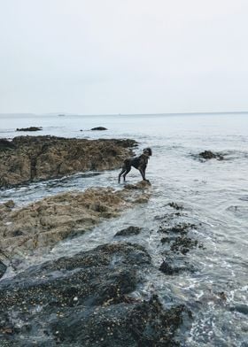 Blue Great Dane in the Sea