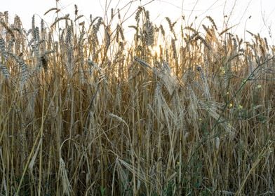 Wheat field