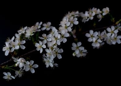 Blossom Cherry flowers