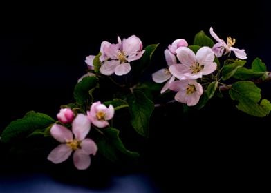 Blossom branch