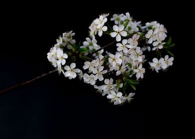 Blossom Cherry flowers