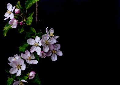 Apple blossom flowers