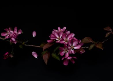 Pink blossom flowers