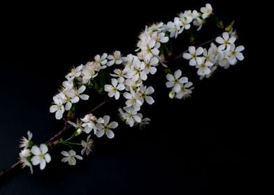 Blossom Cherry flowers