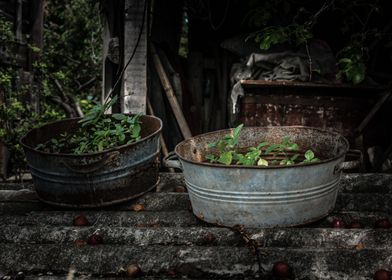 Weeds in basin