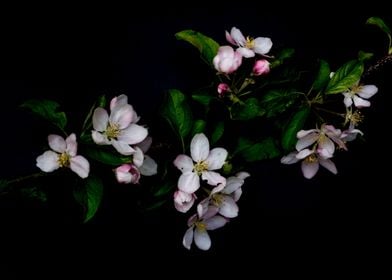 Blossom apple branch