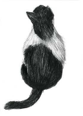 black and white cat 4