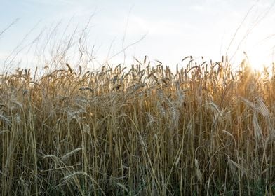 Wheat field