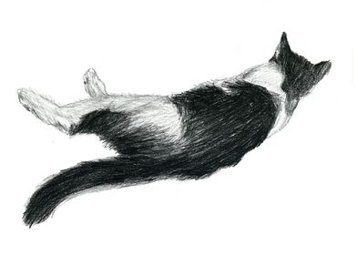 black and white cat 3