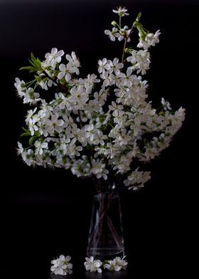 Blossom cherry branch