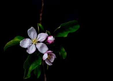 Apple Blossom Flowers Poster By Natalia Bazilenco Displate