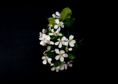 White apple blossom flower