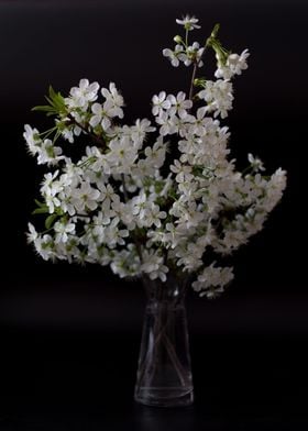 Blossom cherry branch