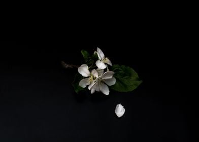 White apple blossom flower