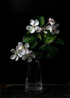 Blossom apple flowers