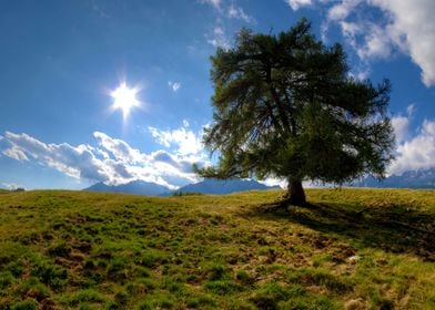 Lonely tree