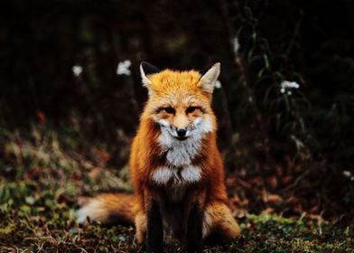 Fox