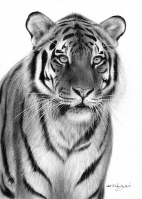 Tiger BW18