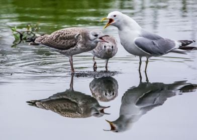 Yelling Seagull Mother