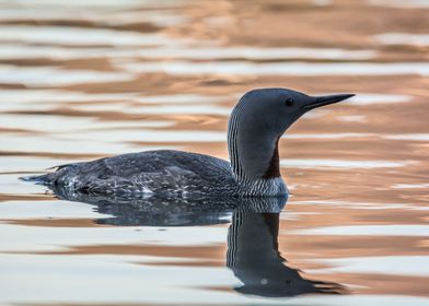 Red Throated Loon