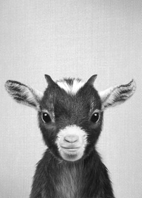 Baby Goat BW