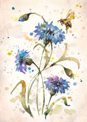 Cornflower and bee