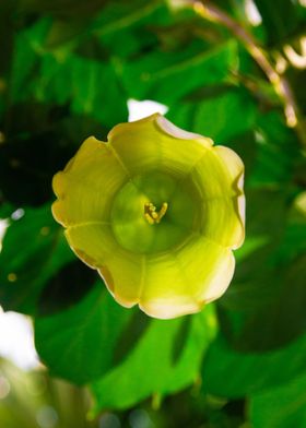 Yellow and green flower