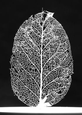 Leaf Skeleton White Black