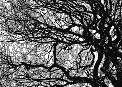 Black Branches