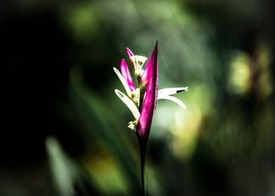 The Lone Flower 2