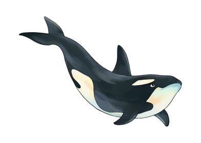 Killer Whale