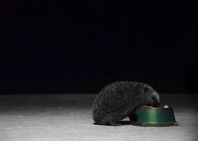 Hungry hedgehog