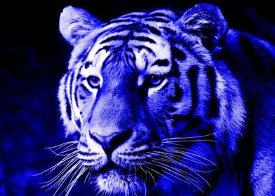 Tiger digiart blue