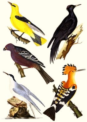 Various Birds