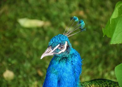 Bird Blue Peacock Portrait