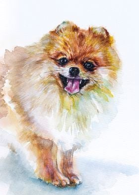 Basil the Pomeranian