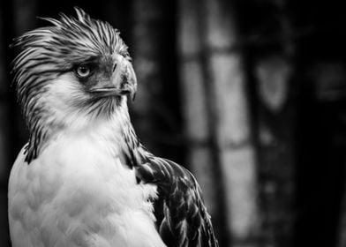 Philippine eagle