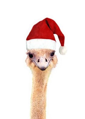 Ostrich Christmas