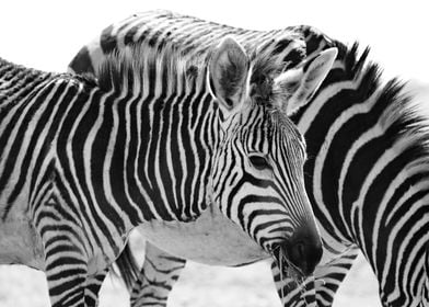 Young Zebra