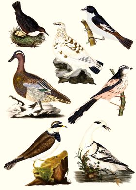 Various Birds