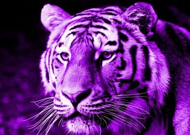 Tiger digiart purple