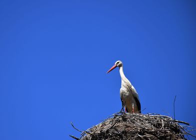 A Stork in Its Nest