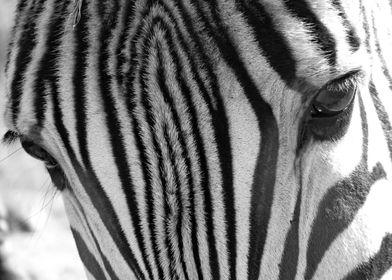 Zebra is watching you